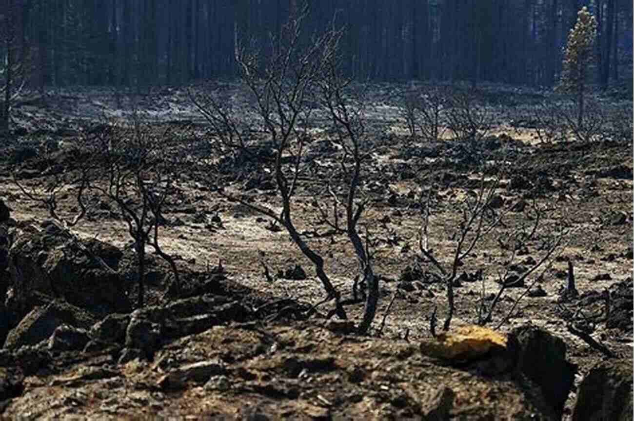 A Devastated Landscape The Aftermath Of A Wildfire Wildfires (21st Century Basic Skills Library: Natural Disasters)