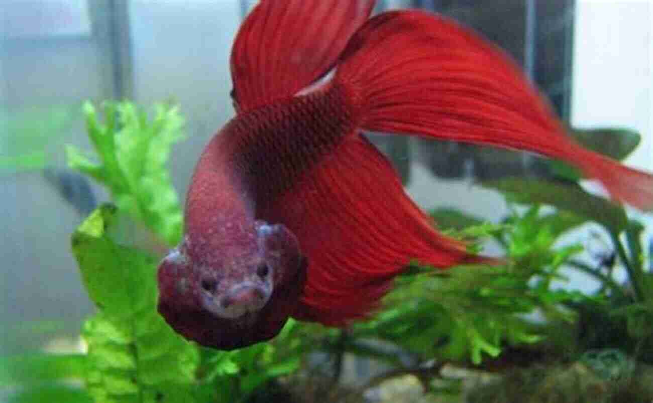 A Happy Betta Fish Showing Vibrant Colors And Healthy Fins Betta: Your Happy Healthy Pet