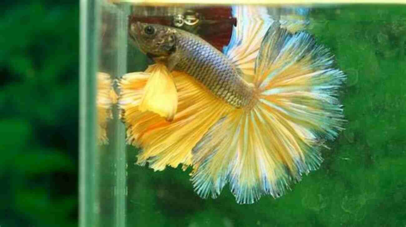 A Pair Of Beautiful Betta Fish Swimming Happily In A Luxurious Aquarium Betta: Your Happy Healthy Pet