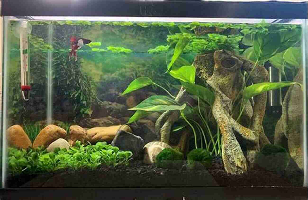 A Well Maintained Betta Fish Aquarium With Live Plants And Hiding Spots Betta: Your Happy Healthy Pet