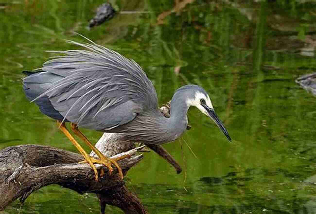 A Beautiful Capture Of A Bird In Westport Westport Ontario And Area In Colour Photos: Saving Our History One Photo At A Time