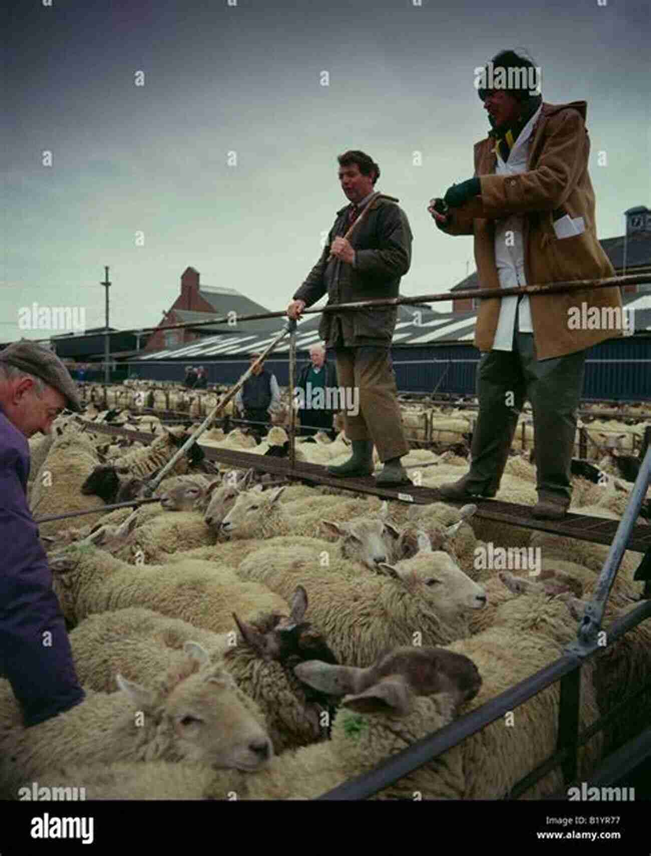 A Bustling Market With Vendors Selling Sheep And Wool Products Follow The Flock: How Sheep Shaped Human Civilization