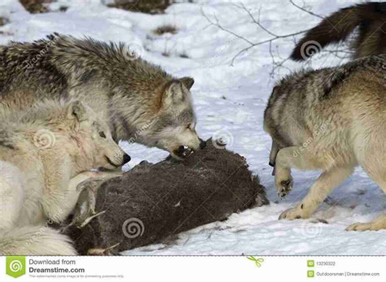 A Close Up Of A Pack Of Wolves Engaging In Playful Behavior. Encounters With Wolves 75 Wolf Pictures 3 True Short Stories