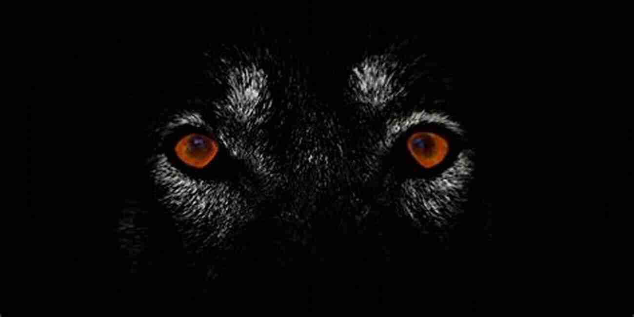 A Close Up Of A Wolf's Eyes, Radiating Wisdom And Curiosity. Encounters With Wolves 75 Wolf Pictures 3 True Short Stories