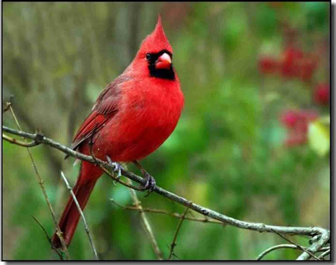 A Colorful Cardinal Perched On A Tree Branch In The Wilderness Of Southern Indiana Birds And Animals Of Southern Indiana: With Some Spectacular Birds Kept In Captivity