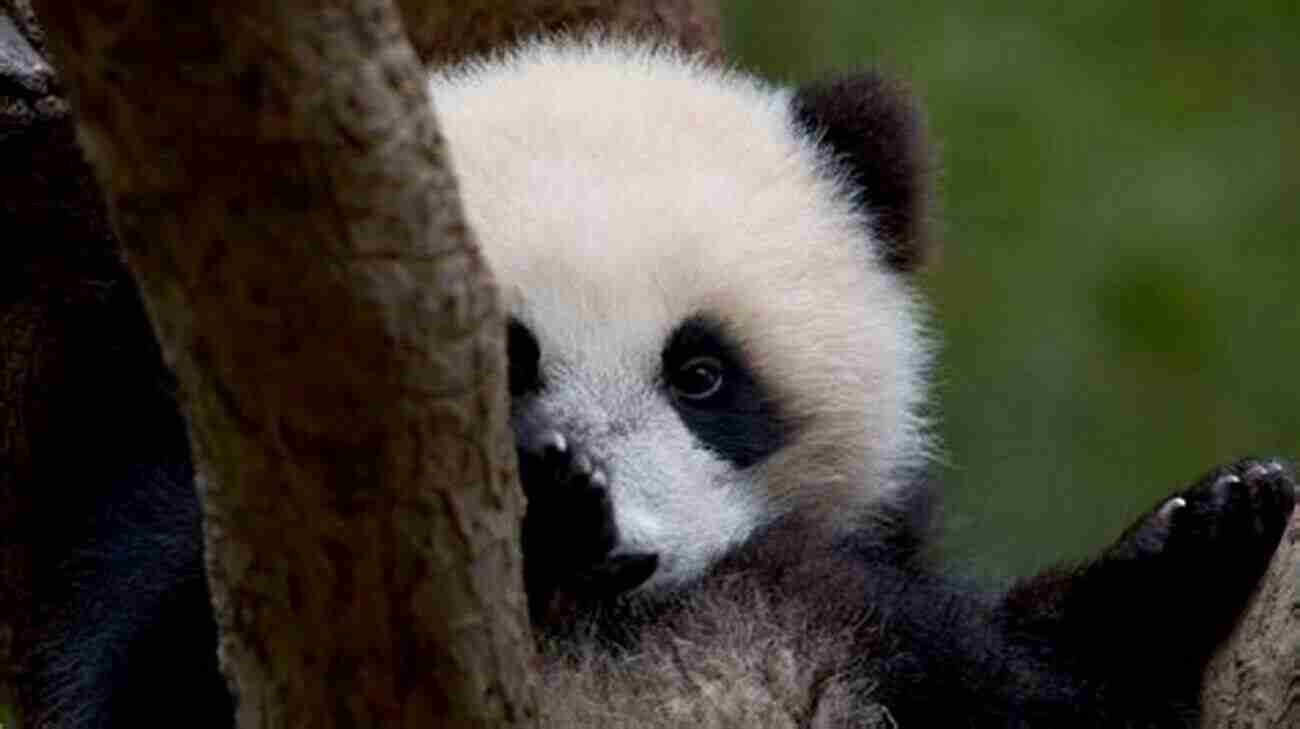 A Curious Panda Cub Peeking Through The Branches, Observing Its Surroundings A Photographic Journey Into The Life Of The Panda