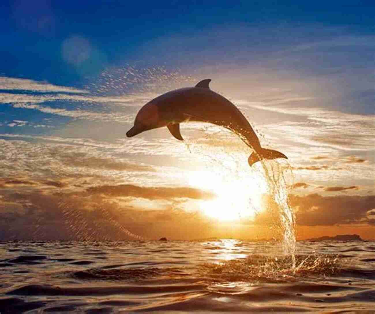 A Dolphin Jumping Out Of The Water In A Graceful Arc 50 Animal Limericks Alex London