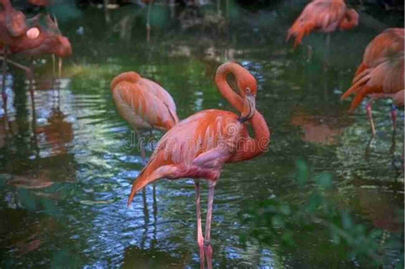 A Flock Of Beautiful Pink Flamingos In A Shallow Lake. Owly Owls Most Popular Owls Of The World: Fun Facts And Pictures For Kids