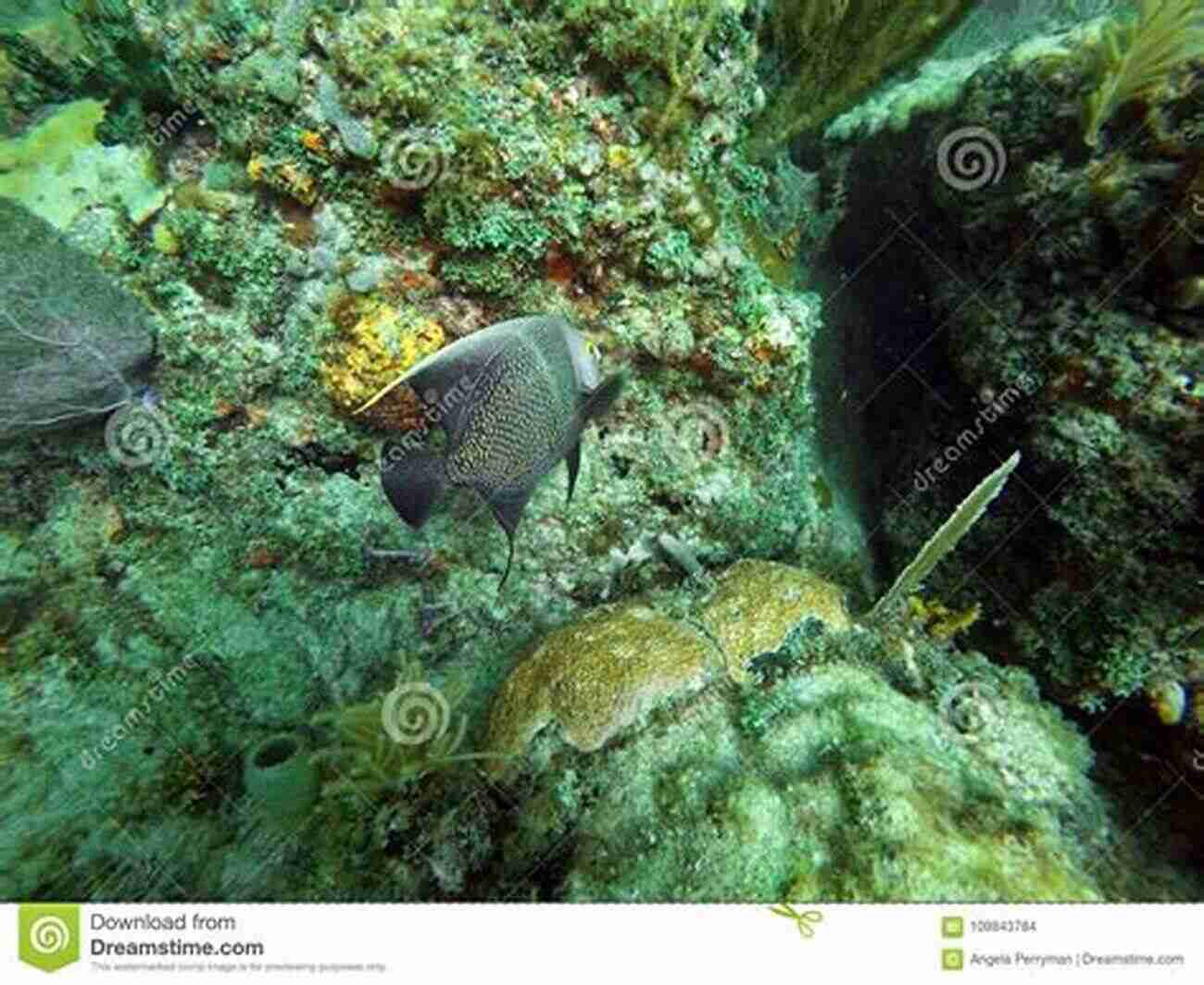 A Graceful Angelfish Swimming Among Vibrant Coral Formations. Fifty Fantastic Reef Fishes Of Thailand