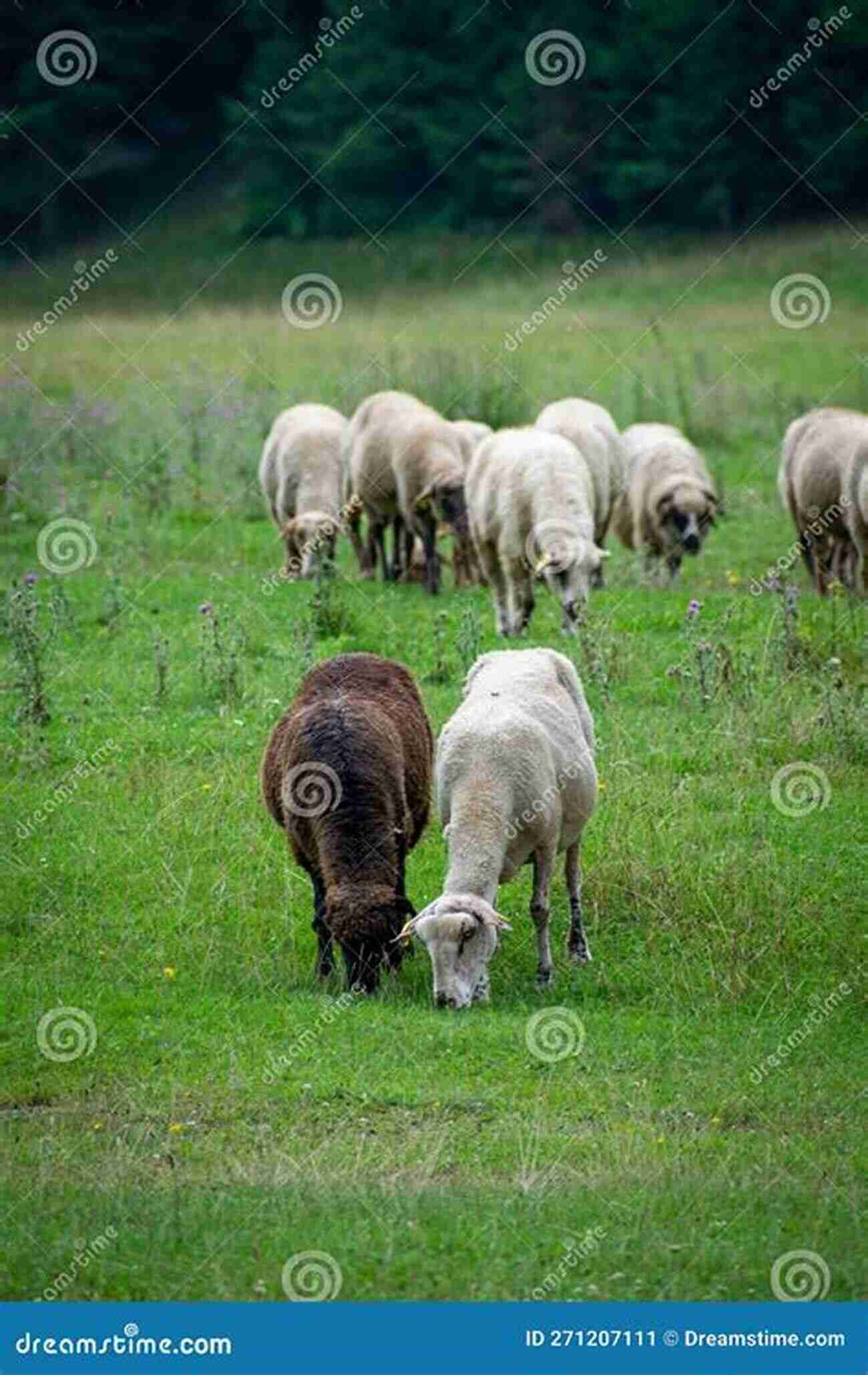 A Herd Of Sheep Grazing Peacefully In Lush Green Fields Follow The Flock: How Sheep Shaped Human Civilization