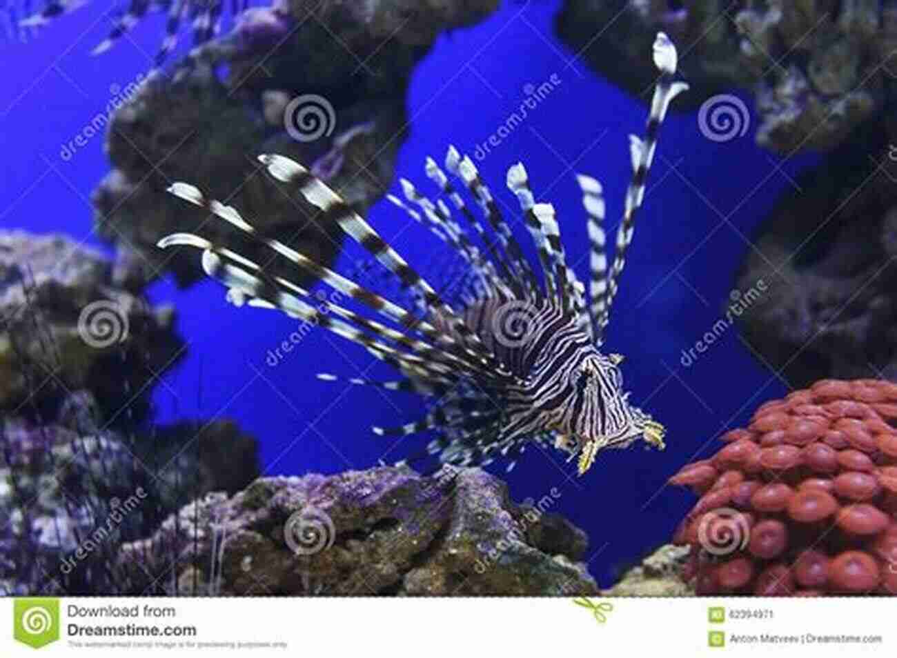 A Lionfish With Its Magnificent Striped Pattern Gracefully Swimming In The Water. Fifty Fantastic Reef Fishes Of Thailand