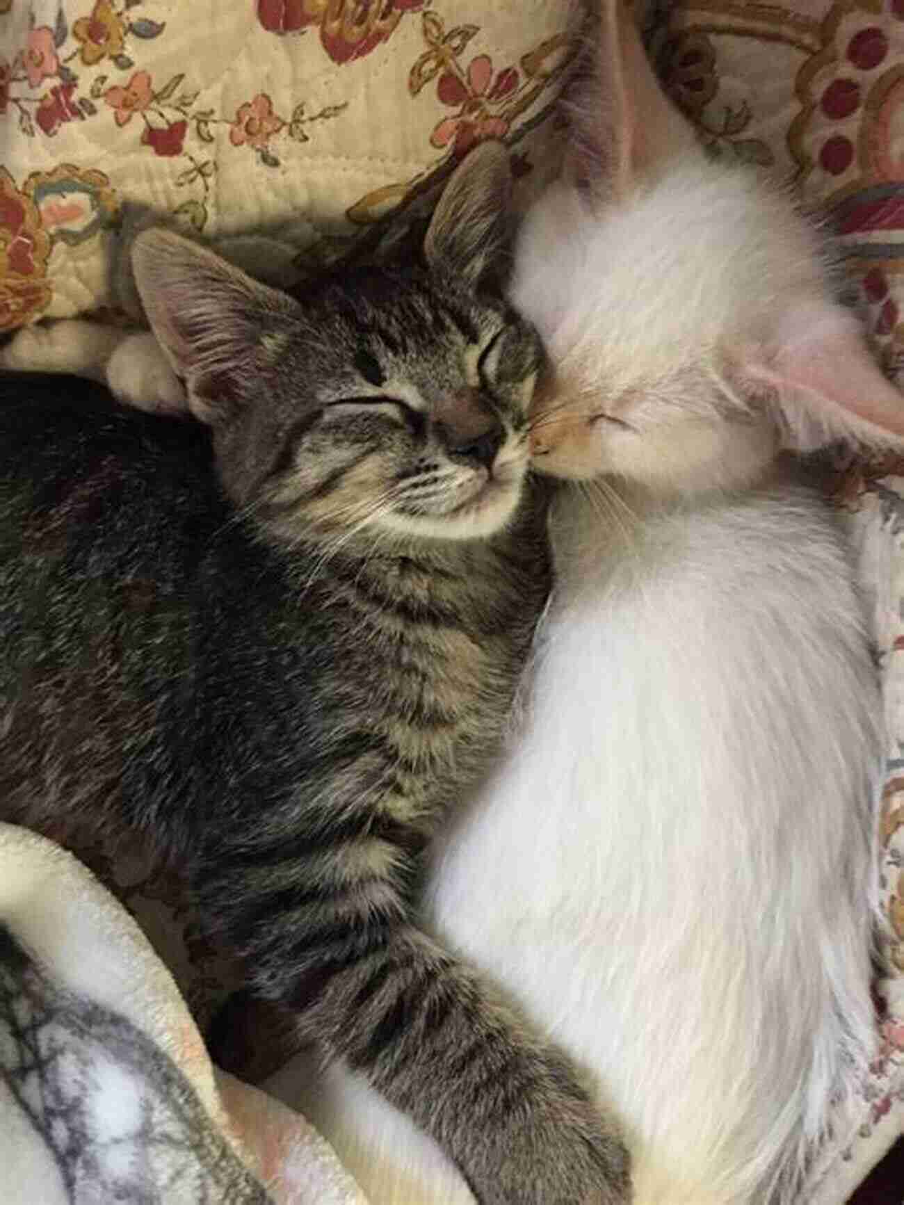 A Loving Bengal Cat Couple Enjoying A Peaceful Nap Together Bengal Cats And Kittens: Complete Owner S Guide To Bengal Cat And Kitten Care