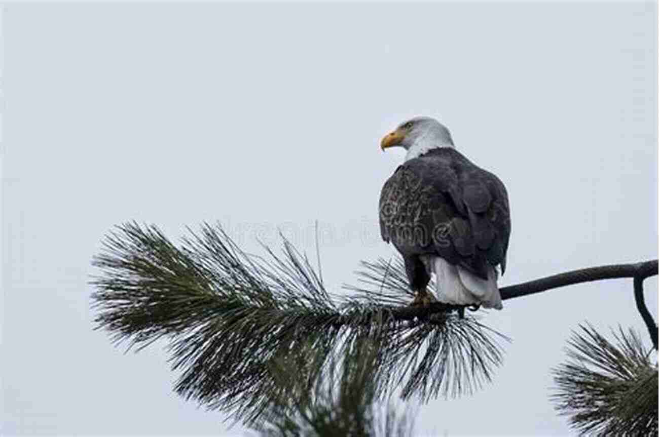 A Majestic Bald Eagle Perched On A Branch Overlooking The James River The River Where America Began: A Journey Along The James