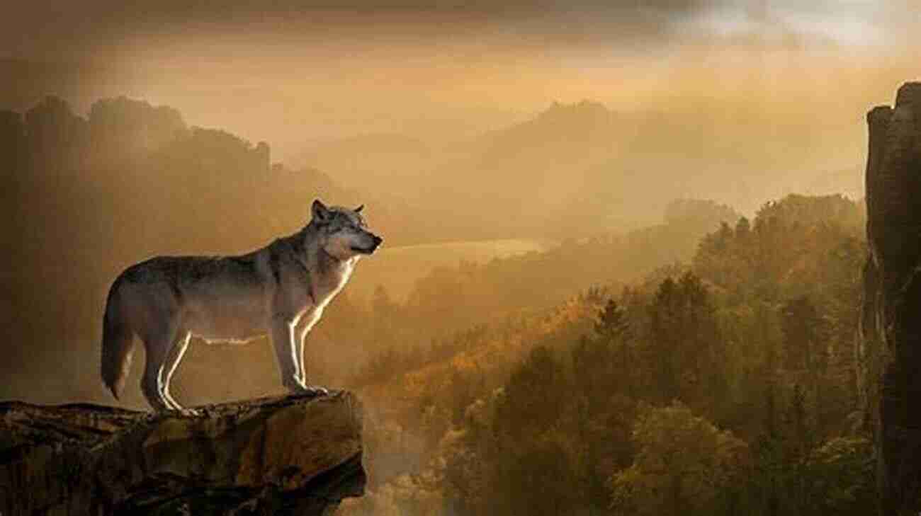 A Majestic Gray Wolf Standing On A Rocky Cliff Overlooking A Vast Forest. Encounters With Wolves 75 Wolf Pictures 3 True Short Stories