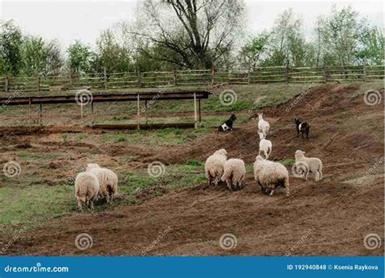 A Modern, Well Equipped Sheep Farm With Sheep Grazing In Enclosures Follow The Flock: How Sheep Shaped Human Civilization