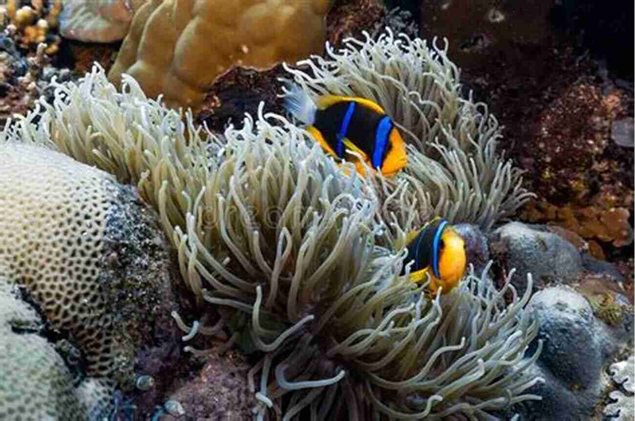 A Pair Of Vibrant Orange Clownfish Swimming Near A Sea Anemone. Fifty Fantastic Reef Fishes Of Thailand