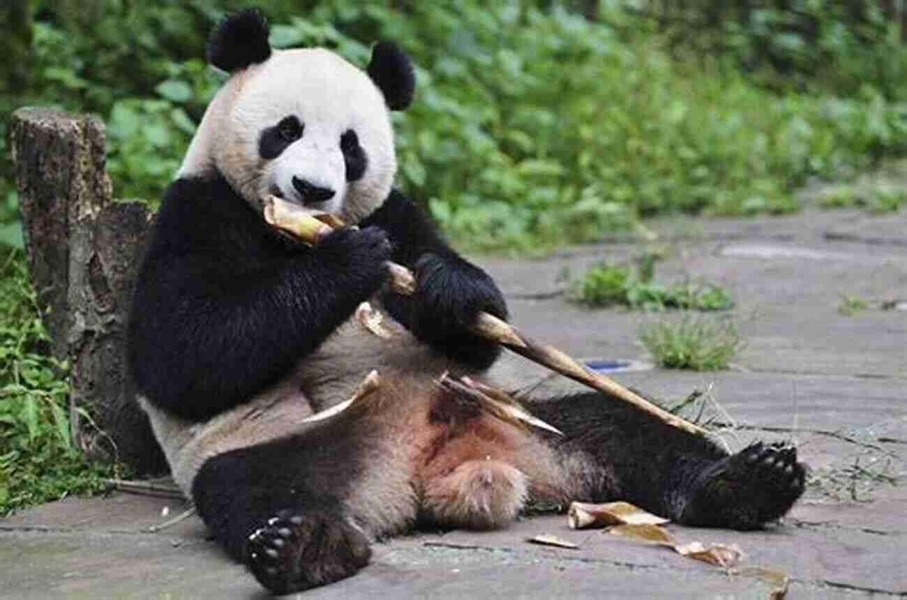 A Panda Engrossed In Eating Bamboo With Its Iconic Black And White Markings A Photographic Journey Into The Life Of The Panda