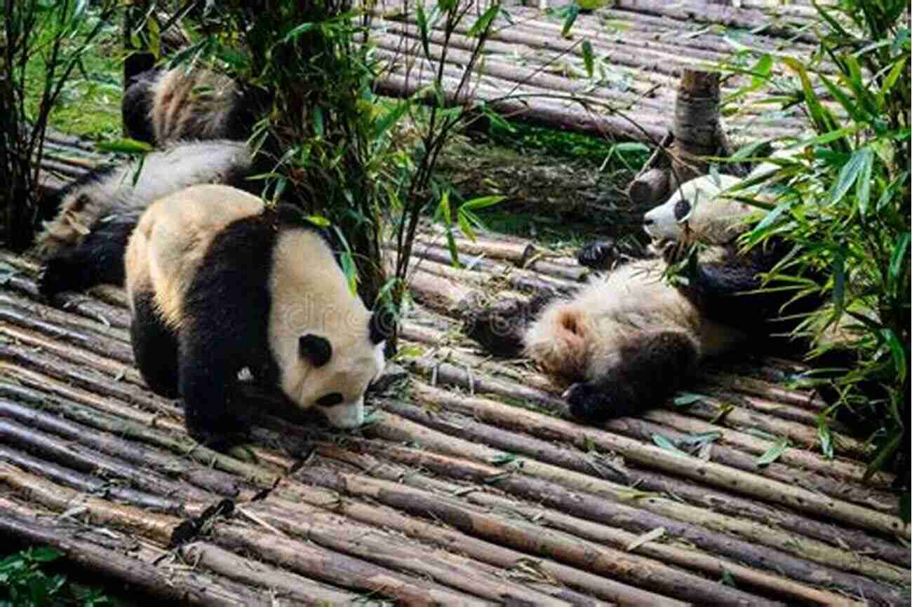 A Panda Family Enjoying A Peaceful Moment Amidst Their Bamboo Habitat A Photographic Journey Into The Life Of The Panda