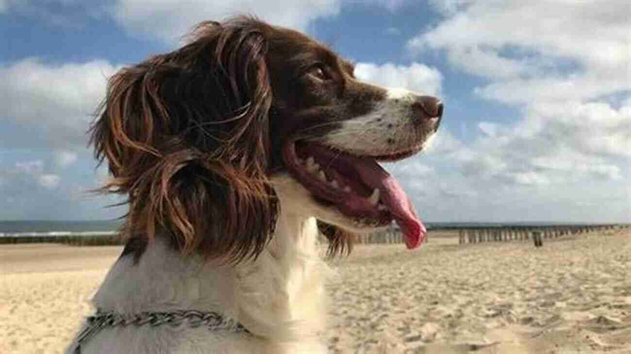 A Particularly Long Dog With A Playful Smile Olive The Worrying Wiener : A Short Tale About A Particularly Long Dog