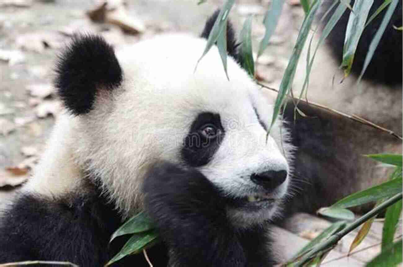 A Playful Panda Cub Eating Bamboo In Its Natural Habitat A Photographic Journey Into The Life Of The Panda