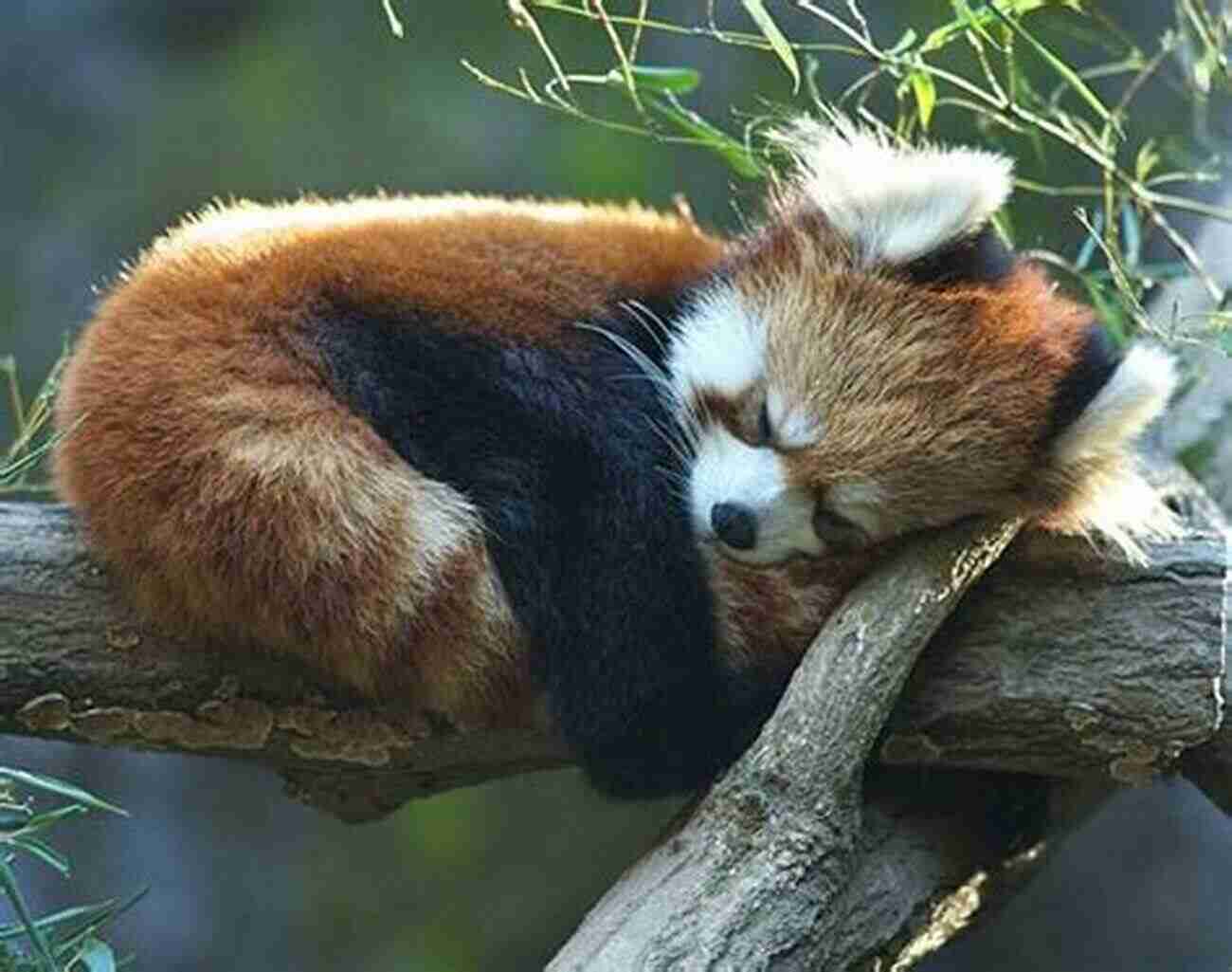 A Relaxed Panda Peacefully Sleeping On A Tree Branch A Photographic Journey Into The Life Of The Panda