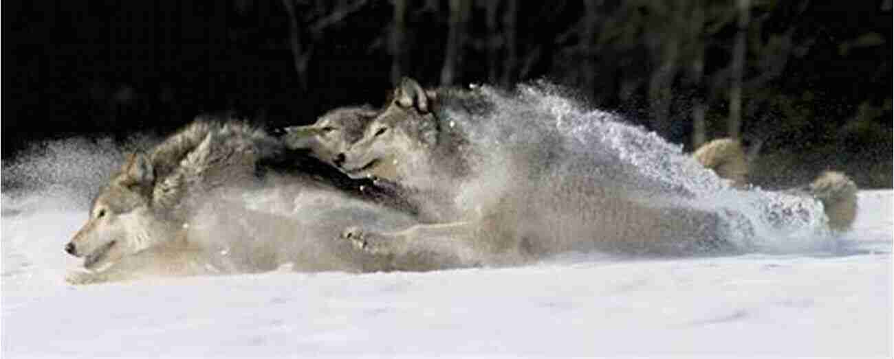 A Stunning Image Of A Wolf Running Through A Snowy Landscape. Encounters With Wolves 75 Wolf Pictures 3 True Short Stories