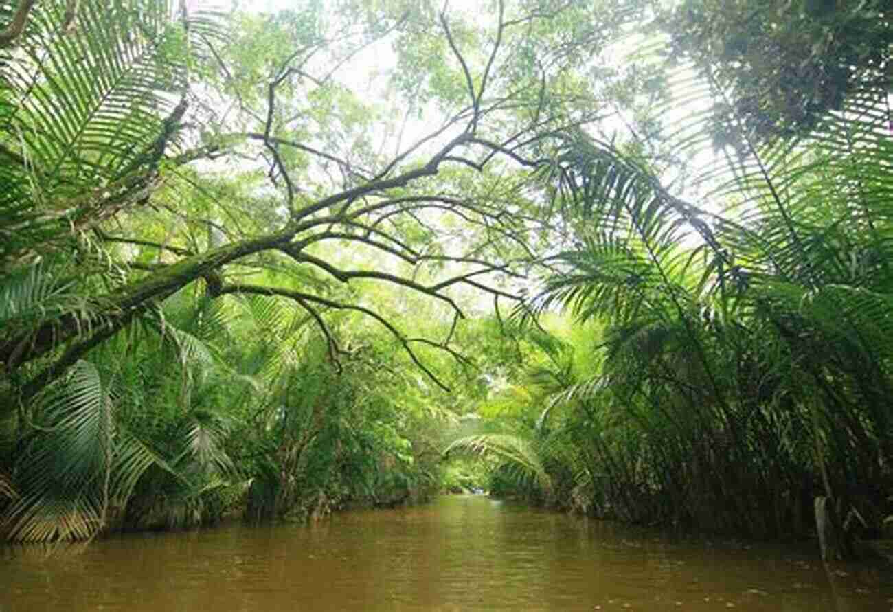 A Stunning View Of The Amazon Rainforest, Teeming With Lush Greenery And Vibrant Wildlife. Owly Owls Most Popular Owls Of The World: Fun Facts And Pictures For Kids