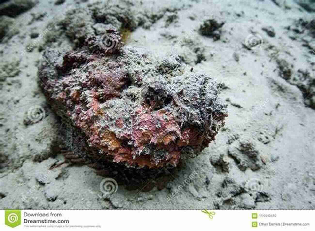 A Well Camouflaged Stonefish Hiding Among Rocks On The Ocean Floor. Fifty Fantastic Reef Fishes Of Thailand