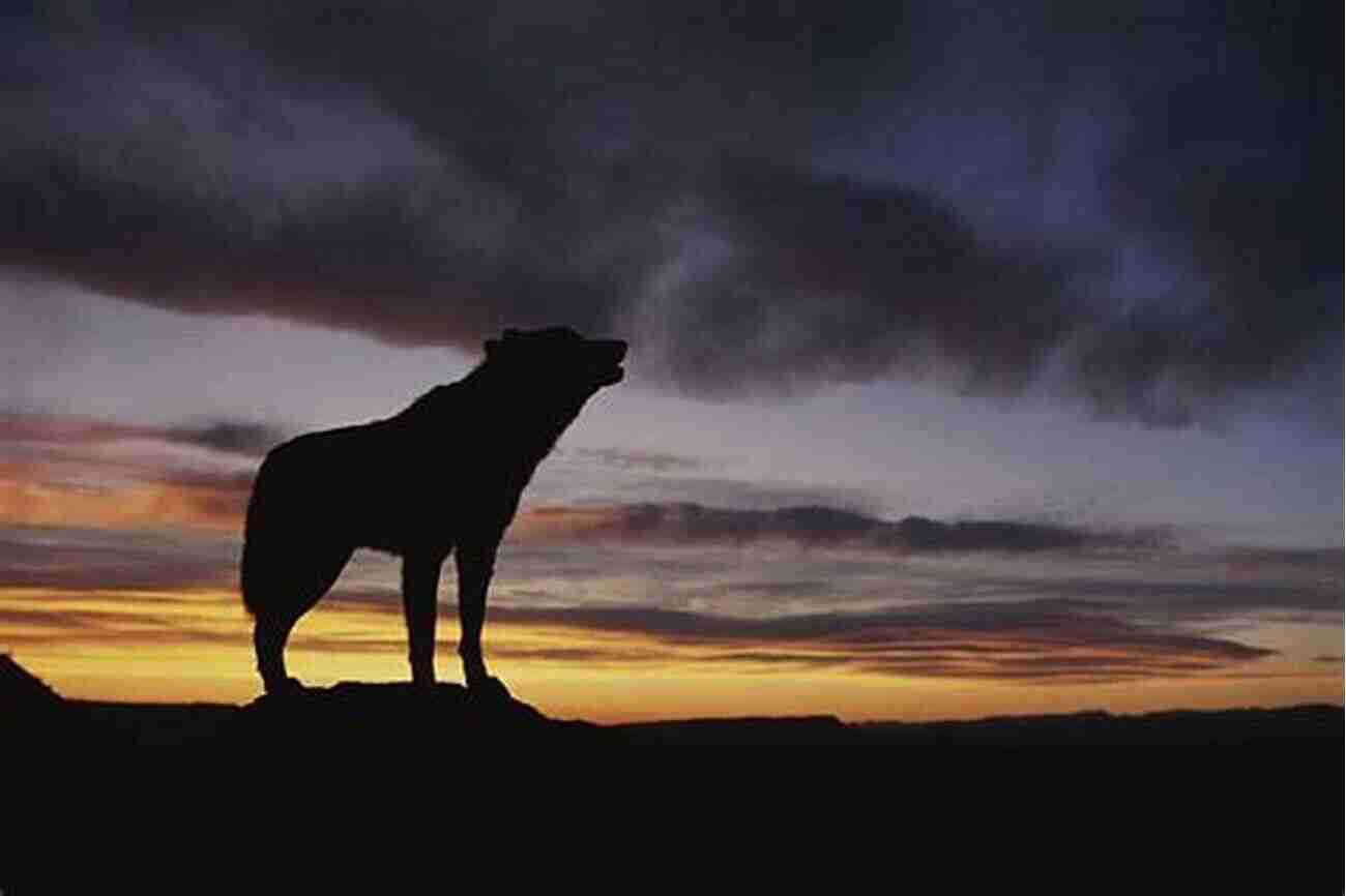 A Wolf Silhouetted Against A Breathtaking Sunset. Encounters With Wolves 75 Wolf Pictures 3 True Short Stories