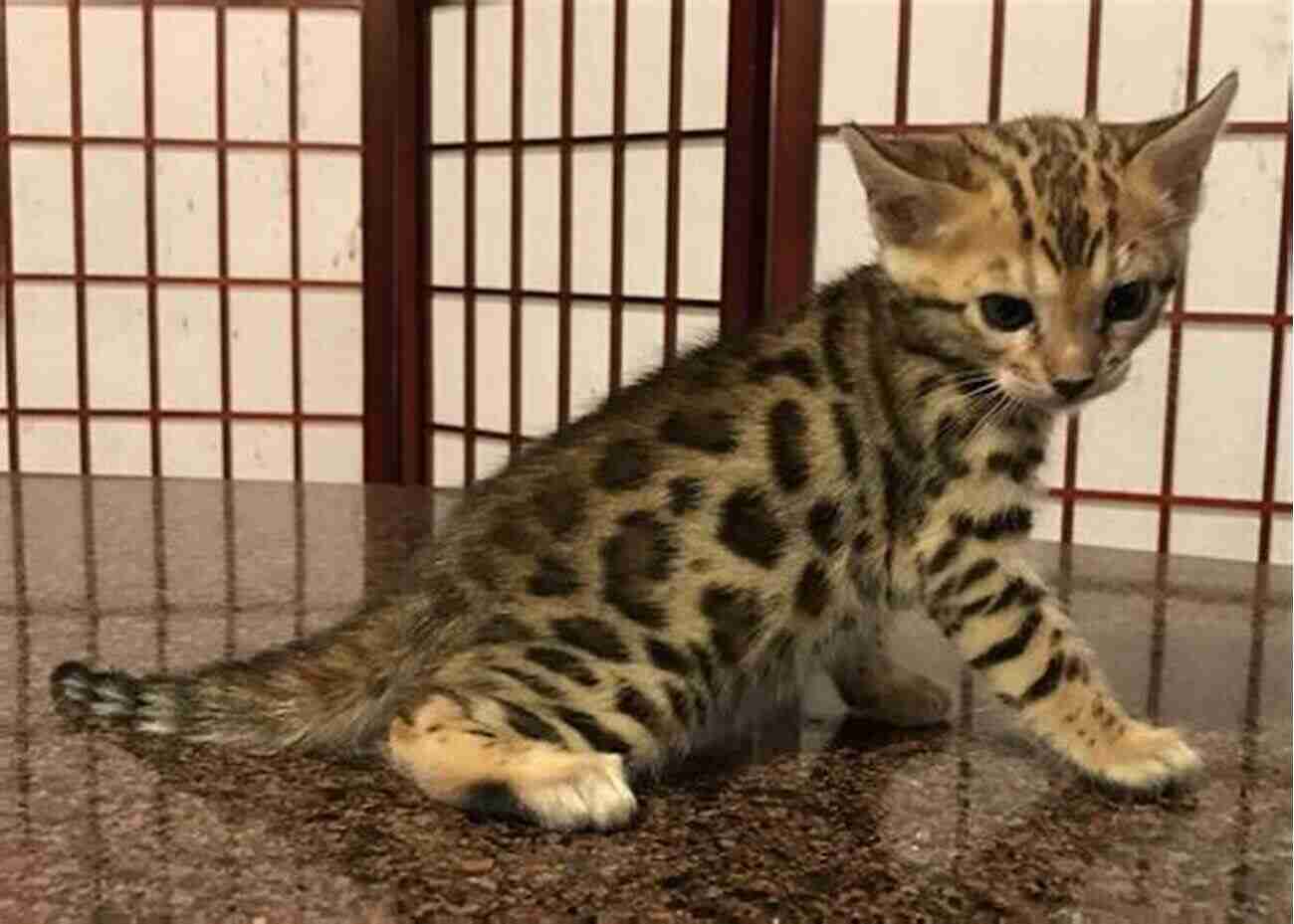 Adorable Bengal Kitten With Striking Rosettes And Bright Blue Eyes Bengal Cats And Kittens: Complete Owner S Guide To Bengal Cat And Kitten Care