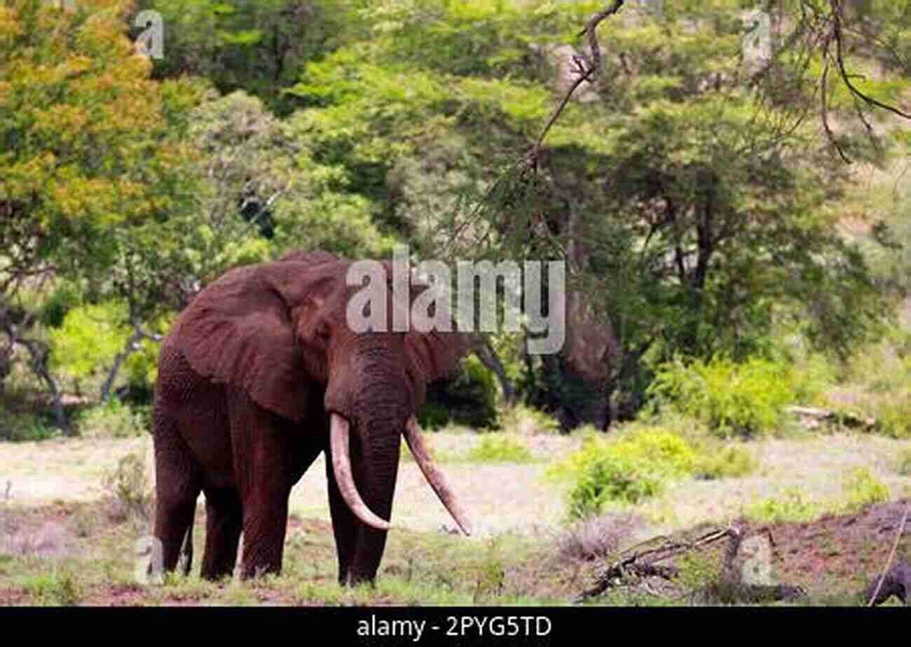 African Elephant Walking Majestically On The Savannah, Showcasing Its Impressive Tusks And Mighty Presence Elephants (Amazing African Animals) David Wilkinson