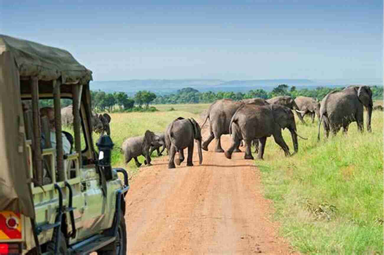 African Safari Wildlife Adventure The Best African Safari Tips From An Obsessive Planner