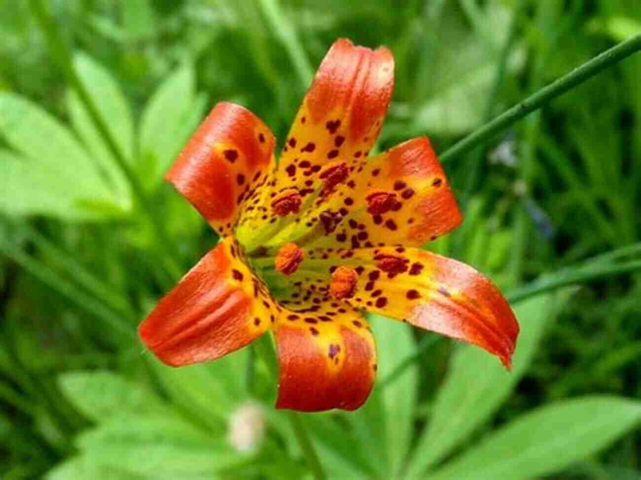 Alpine Lily Sierra Nevada Wildflowers 2nd: A Field Guide To Common Wildflowers And Shrubs Of The Sierra Nevada Including Yosemite Sequoia And Kings Canyon National Parks (Wildflower Series)