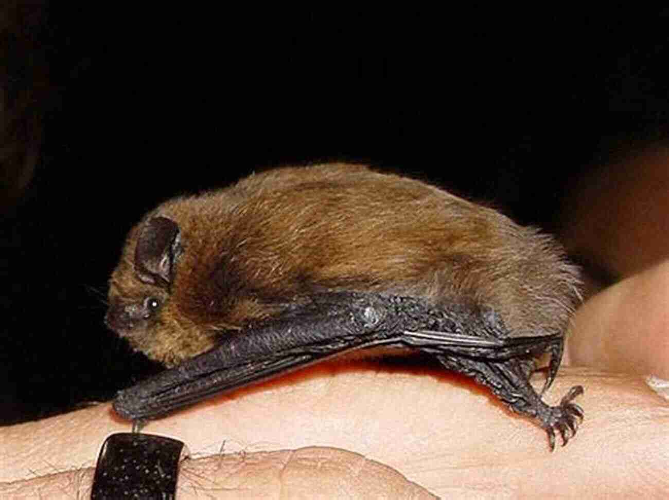 American Bats Of The Genus Pipistrellus A Synopsis Of The American Bats Of The Genus Pipistrellus