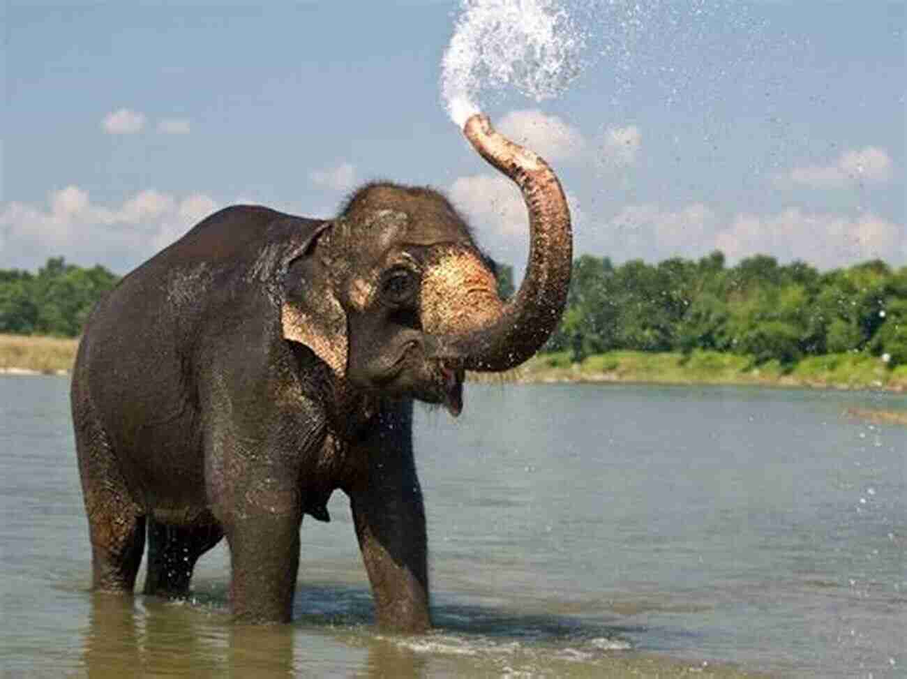 An Adorable Elephant Splashing In The Water. Owly Owls Most Popular Owls Of The World: Fun Facts And Pictures For Kids