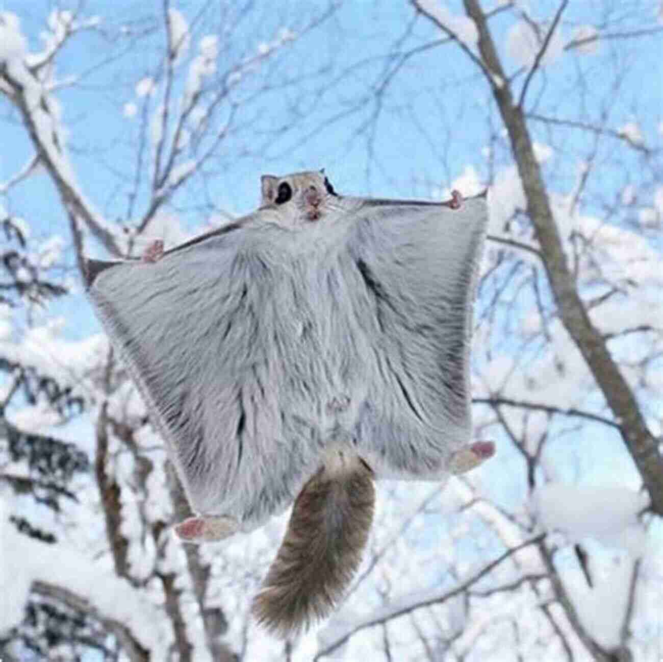 An Adorable Flying Squirrel Soaring Between Trees. Owly Owls Most Popular Owls Of The World: Fun Facts And Pictures For Kids