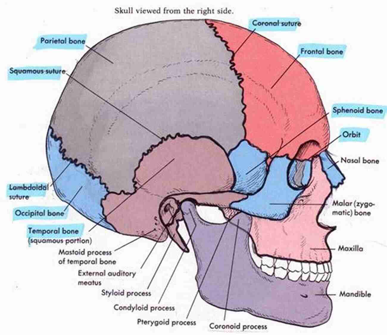 Anatomical Structure Of The Skull How To Draw The Anatomy: The Skull