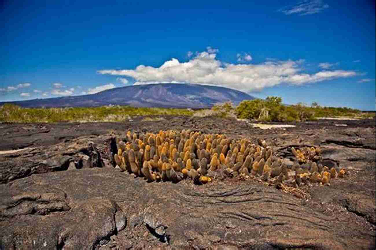 Ancient Volcanoes In The Galapagos Islands My Family And The Galapagos