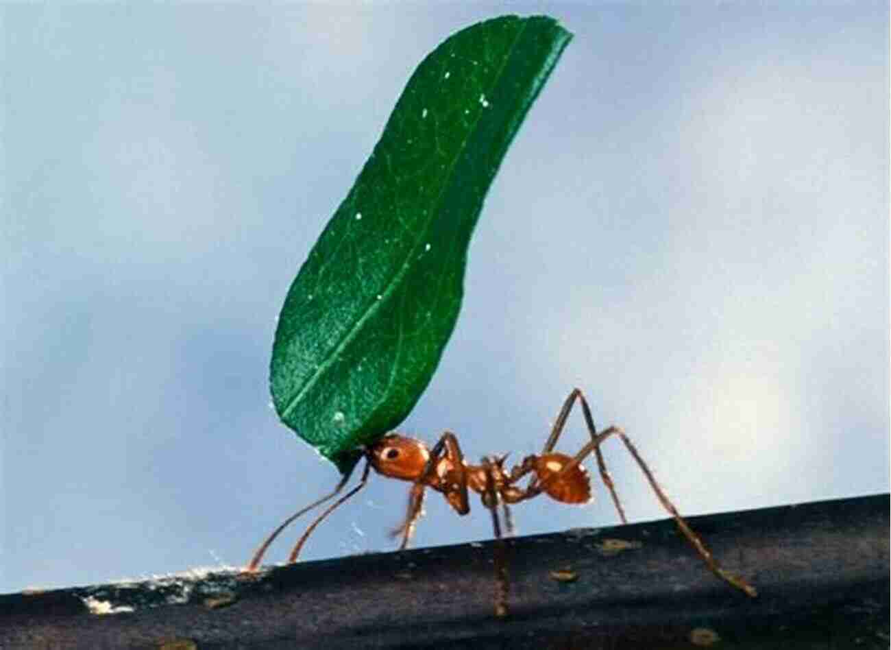 Ant Carrying A Leaf Boston Red Sox Quiz Book: Did You Know These Fun Facts