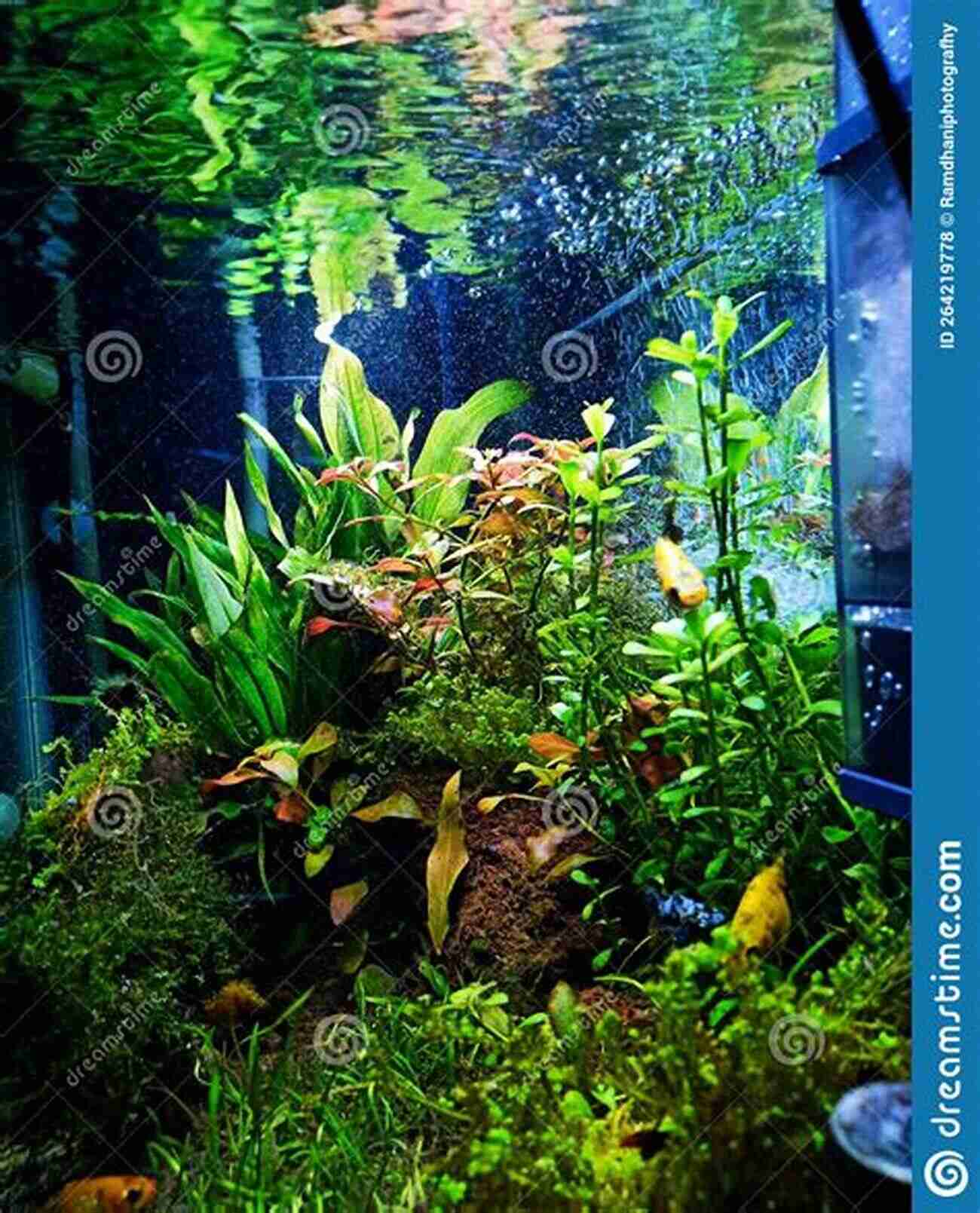 Aquarium Filled With Lush Green Plants Freshwater Aquarium Models: Recipes For Creating Beautiful Aquariums That Thrive