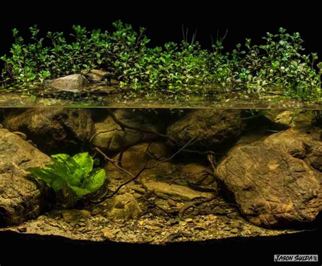 Aquarium Replicating The Enchanting Atmosphere Of A Natural Biotope Freshwater Aquarium Models: Recipes For Creating Beautiful Aquariums That Thrive