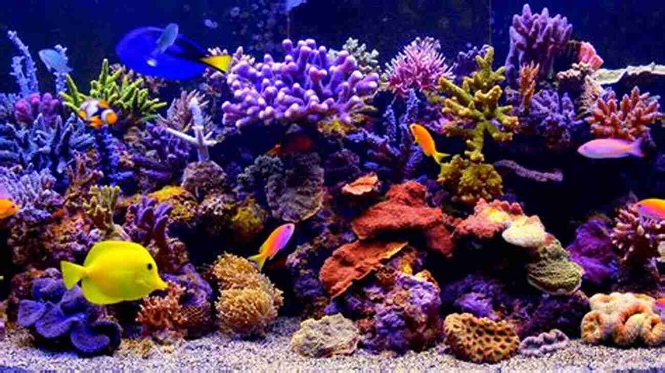 Aquarium Simulating The Vibrant Colors Of A Coral Reef Freshwater Aquarium Models: Recipes For Creating Beautiful Aquariums That Thrive