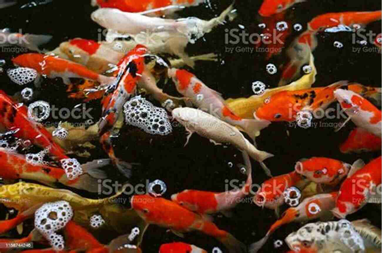 Aquarium With Colorful Fish Swimming Gracefully Freshwater Aquarium Models: Recipes For Creating Beautiful Aquariums That Thrive