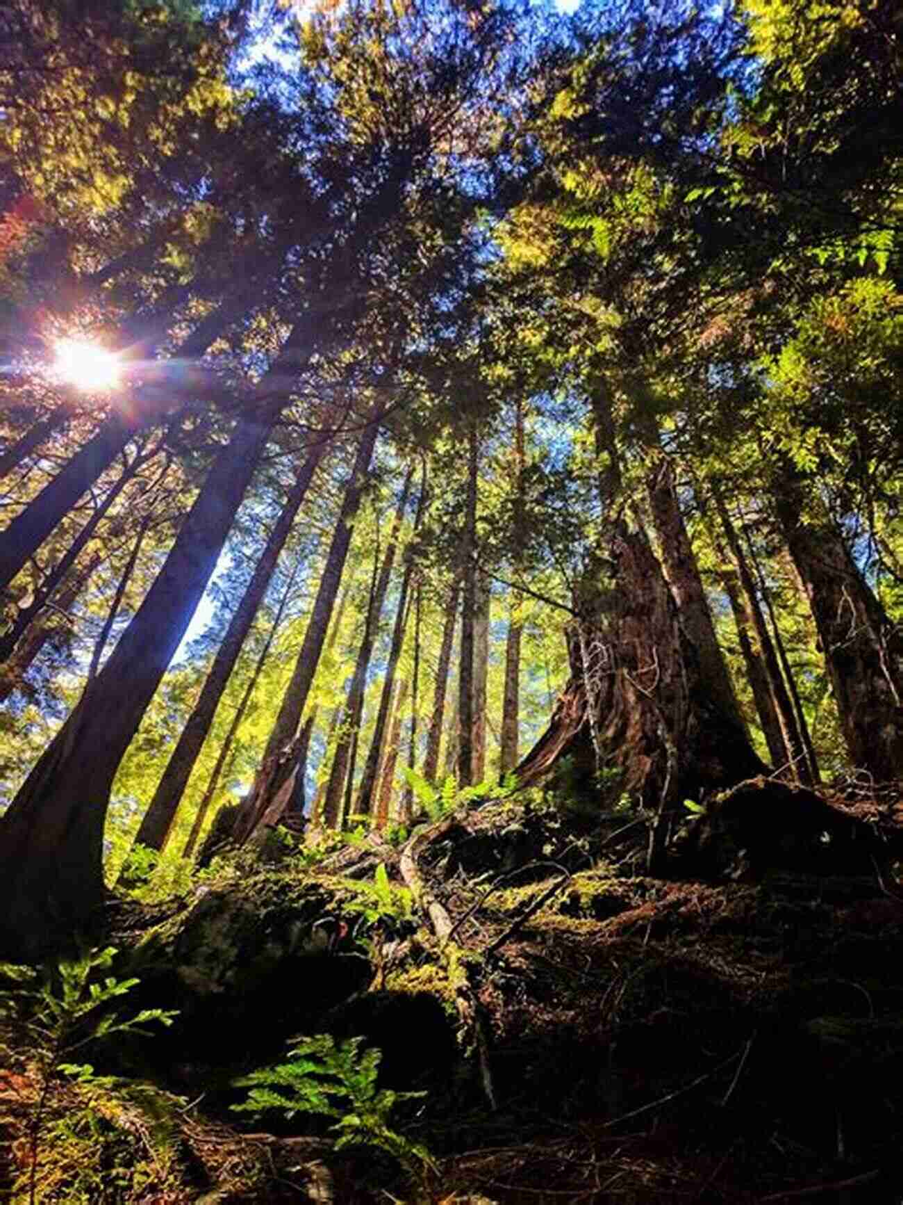 Awe Inspiring Grove Of Towering Spruces At Mount Rainier National Park The Trees Of Mount Rainier: Forest Composition And Processes