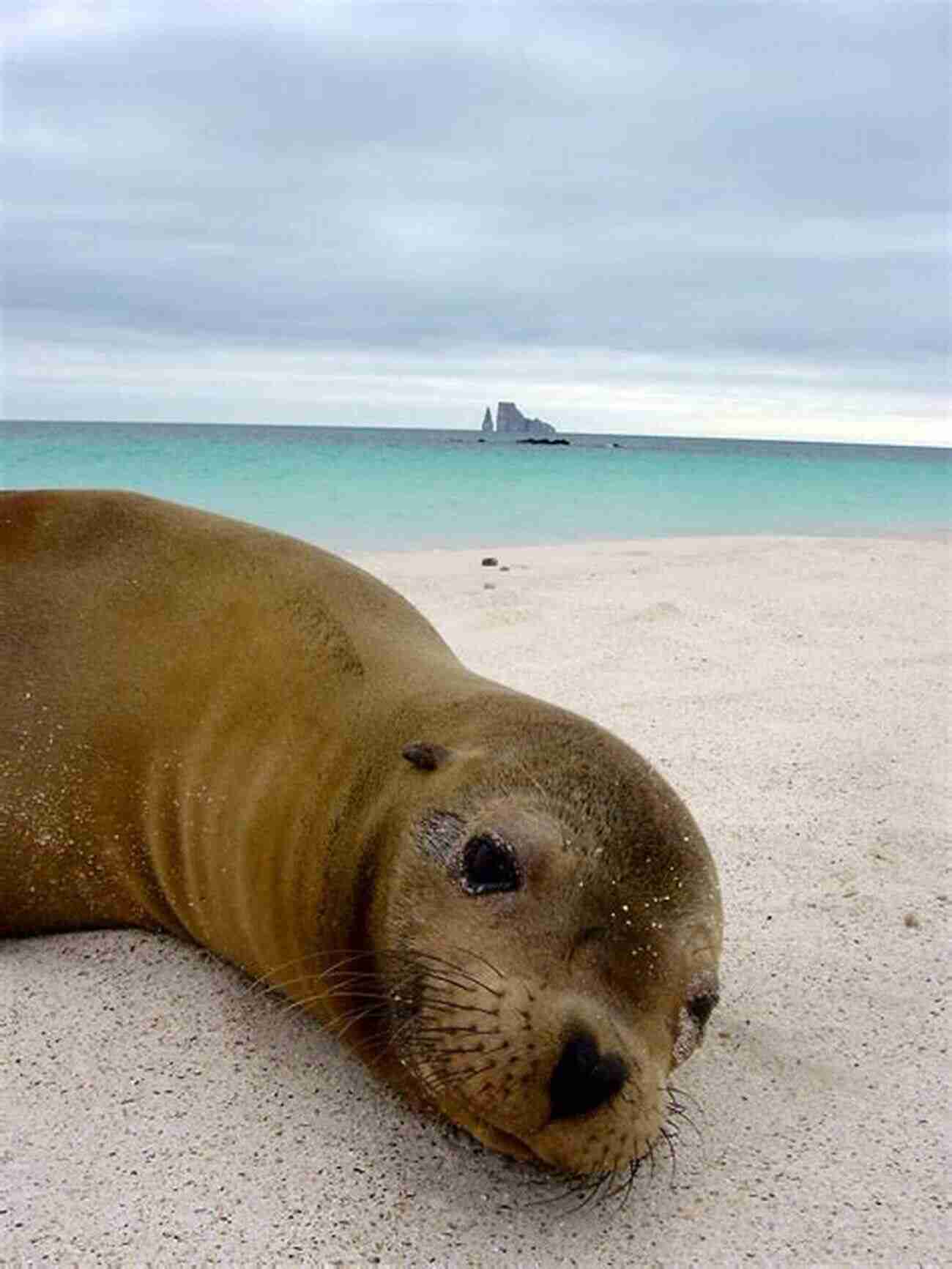 Awe Inspiring Wildlife In The Galapagos Islands My Family And The Galapagos