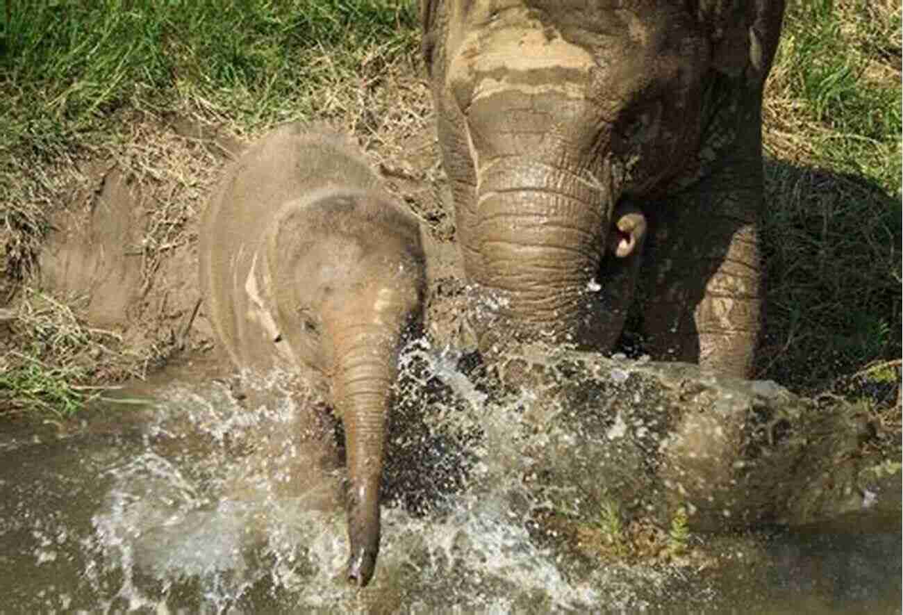 Baby Elephant Splashing In Water ZooBorns: The Newest Cutest Animals From The World S Zoos And Aquariums (Zooborns )