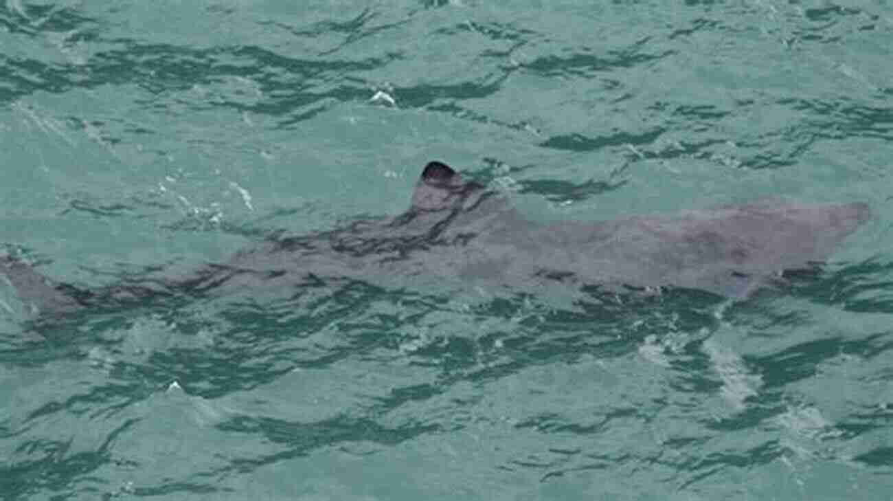 Basking Shark A Sight To Behold Underwater Britain S Living Seas: Our Coastal Wildlife And How We Can Save It