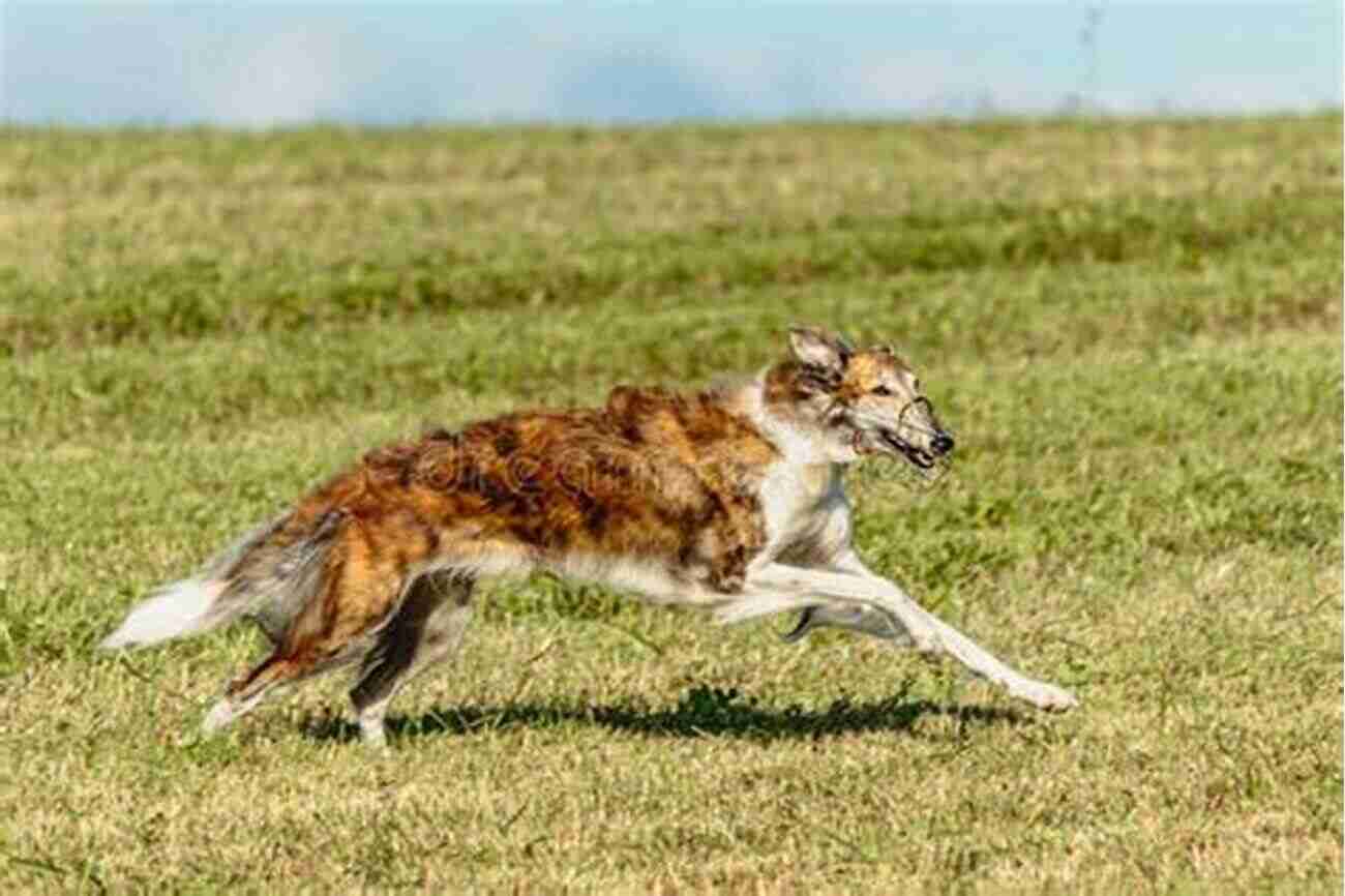 Beautiful Borzoi Dog Running On A Green Field Borzoi Dog Borzoi Dog For Costs Care Feeding Grooming Training And Health Borzoi Dog Owners Manual