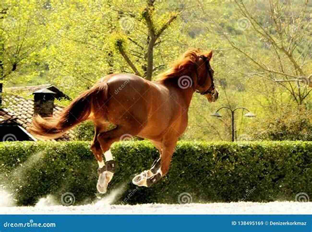 Beautiful Brown Horse Galloping The Horse Leads The Way: Honoring The True Role Of The Horse In Equine Facilitated Practice