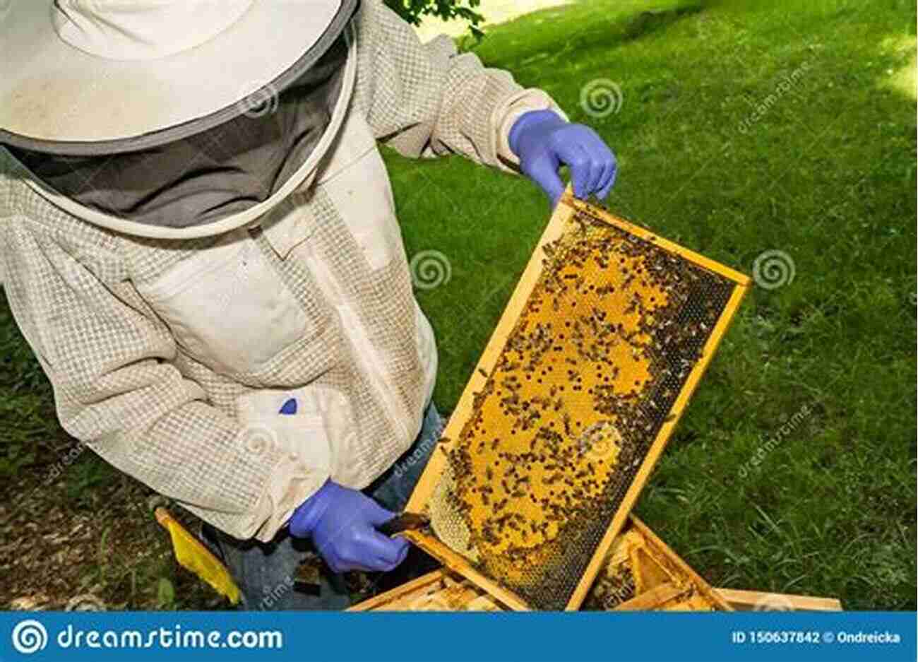 Beekeeper Inspecting Beehives For Signs Of Colony Collapse Tyler Colony Collapse J A Tyler